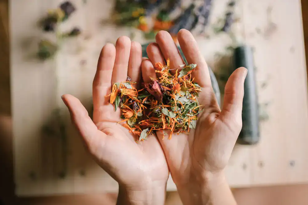 Hands sorting freshly dried botanical herbs