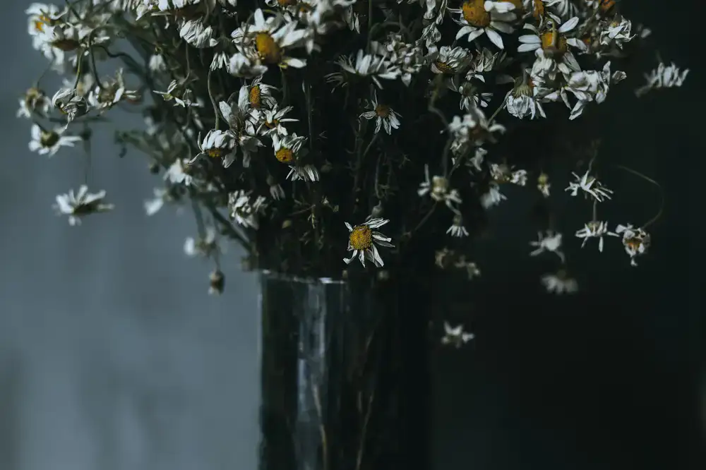 Dried chamomile flowers close up