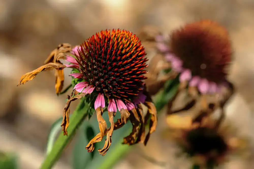 Dried echinacea root and petals