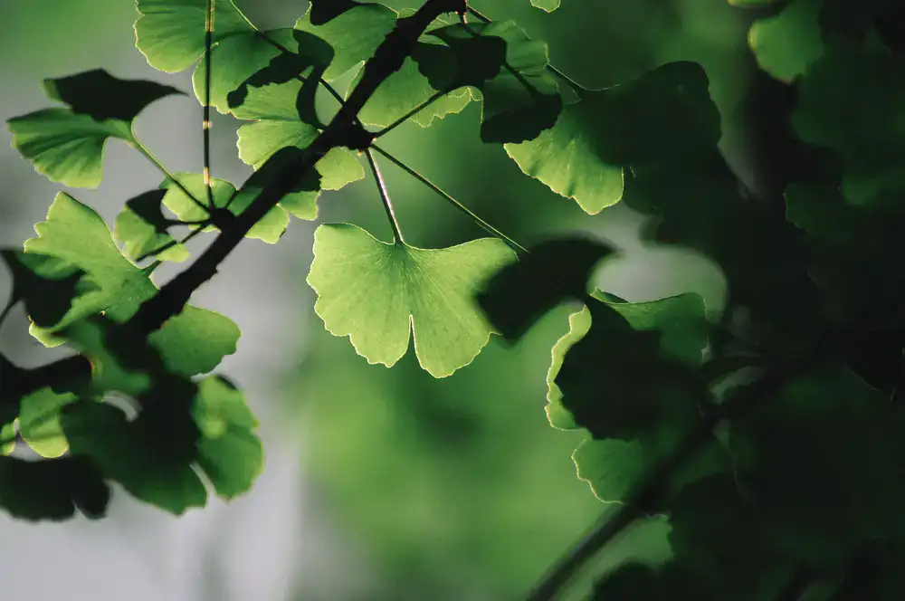 Green herbal blend with ginkgo leaf